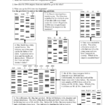 27 Dna Fingerprinting Worksheet Answers Worksheet Information