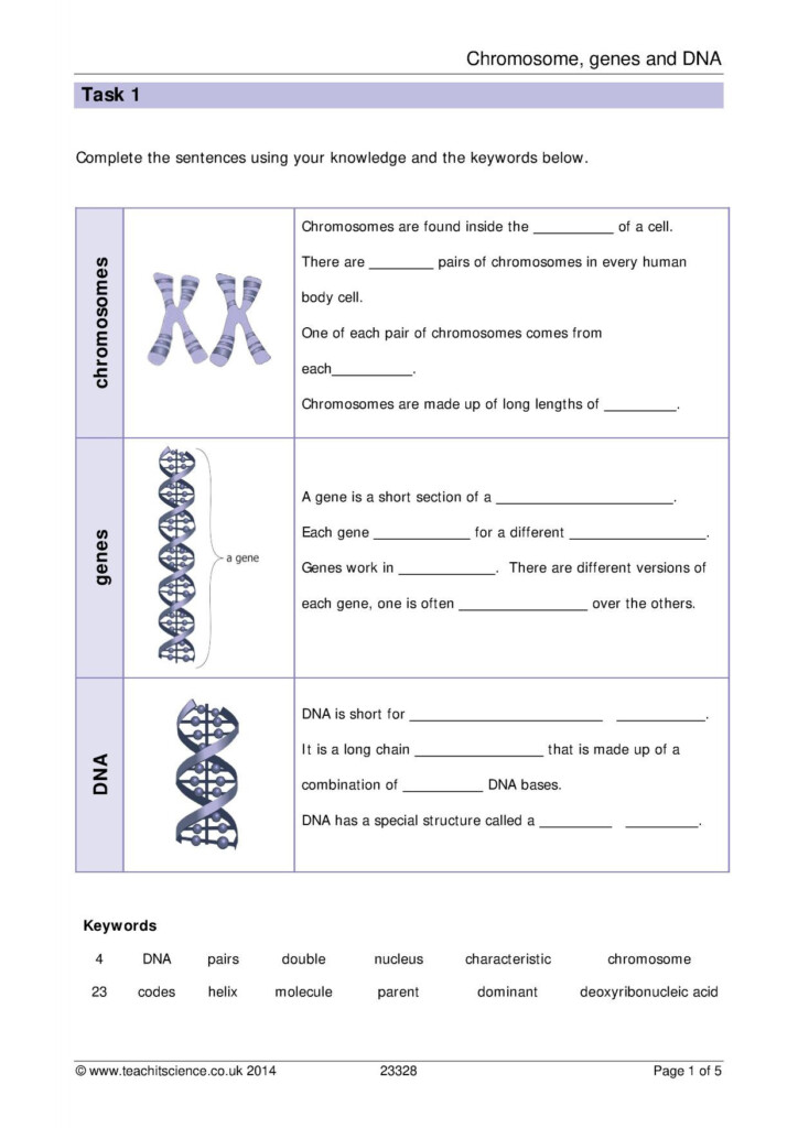 30 Cell Reproduction Worksheet Answers Education Template