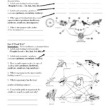 3322472e4af0907169a96b548f1d9fff jpg 1275 1650 Food Web Worksheet