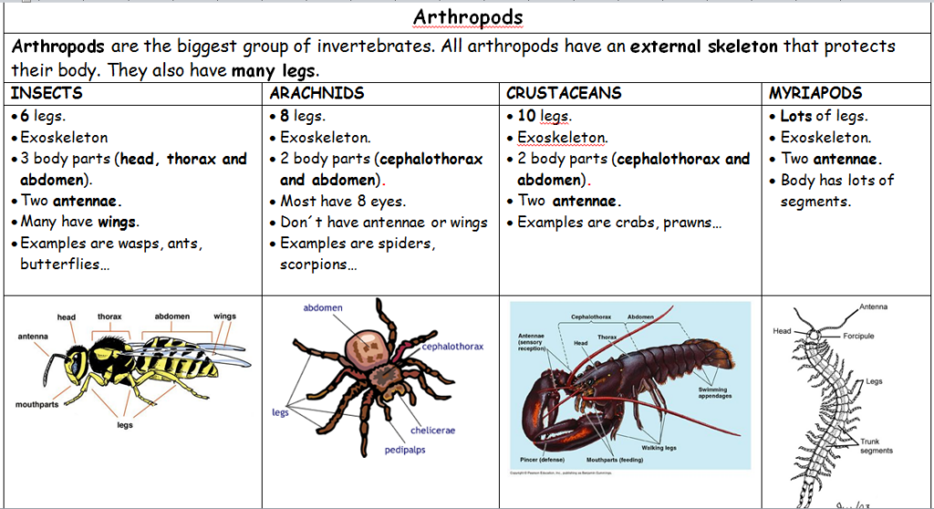 Arthropod Coloring Worksheet Answers Worksheet