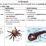 Arthropod Coloring Worksheet Answers Worksheet