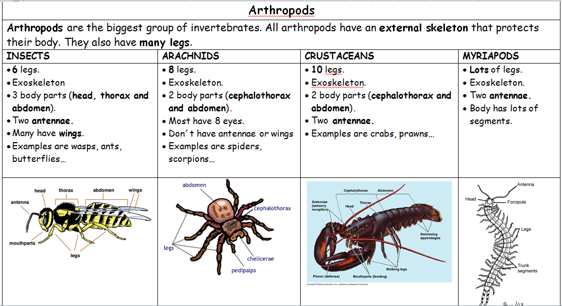 Arthropods Skills Worksheet Answers SkillsWorksheets com