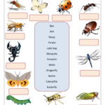 Arthropod Coloring Worksheet Answers Worksheet