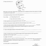 Cell Cycle And Mitosis Worksheet Answer Key