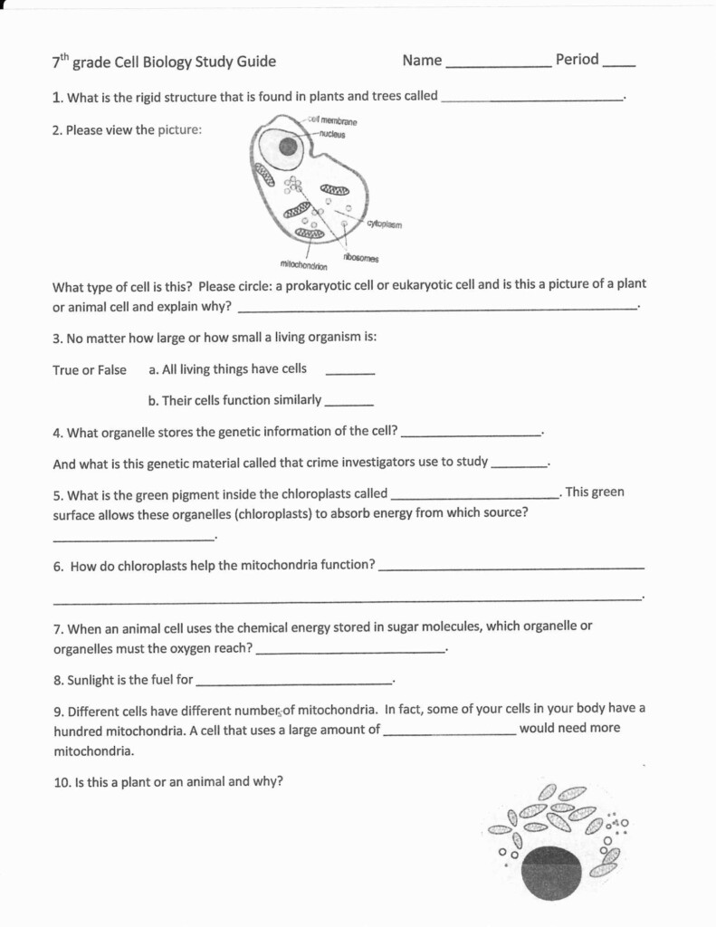 Cell Cycle And Mitosis Worksheet Answer Key