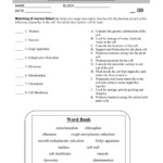 Cell Structure Interactive Worksheet