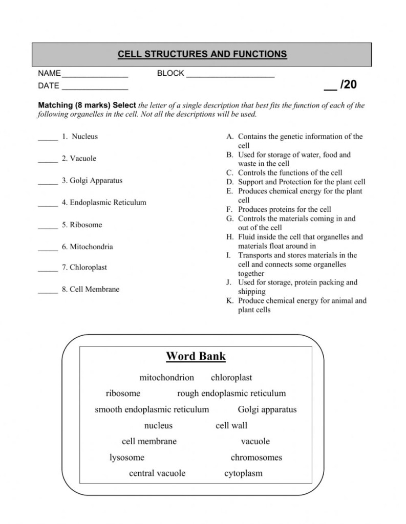 Cell Structure Interactive Worksheet