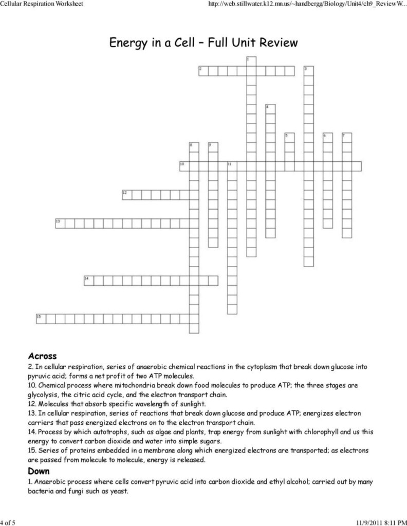 Cellular Respiration Worksheet Pdf Db excel