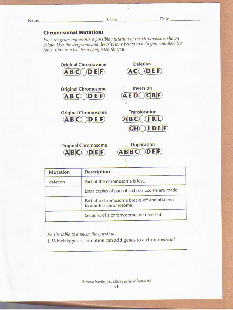 Chromosomal Mutations Worksheet Biology Worksheet Biology Lessons 