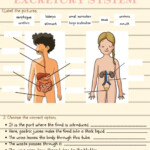 Digestive And Excretory System Worksheet