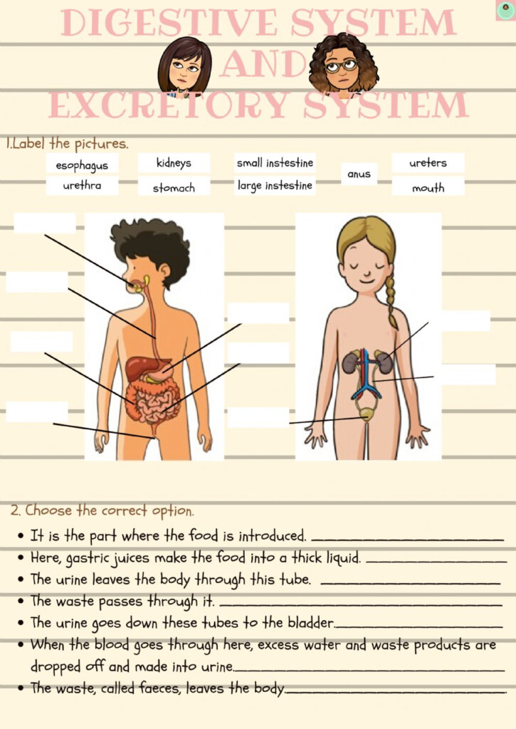 Digestive And Excretory System Worksheet