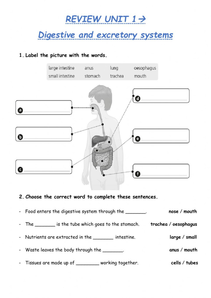 Digestive And Excretory Systems Interactive Worksheet