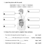 Digestive And Excretory Systems Interactive Worksheet