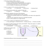 Dna Review Worksheet Answer Key Db excel