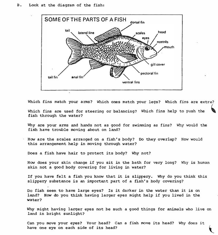 Fish Adaptations Halloween Worksheets Kindergarten Science Skills 