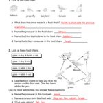 Food Web Worksheet Answer Key Promotiontablecovers