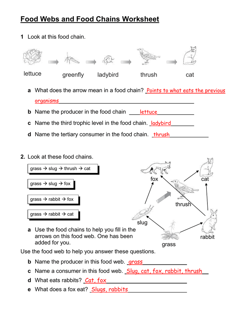 food-chains-and-food-webs-skills-worksheet-answer-key