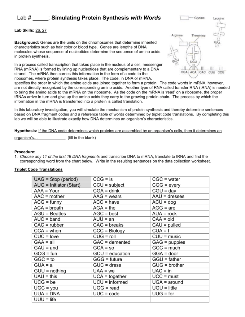 Lab 17b Simulating Protein Synthesis With Words