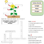 Live Worksheets Photosynthesis Answer Key Waltery Learning Solution