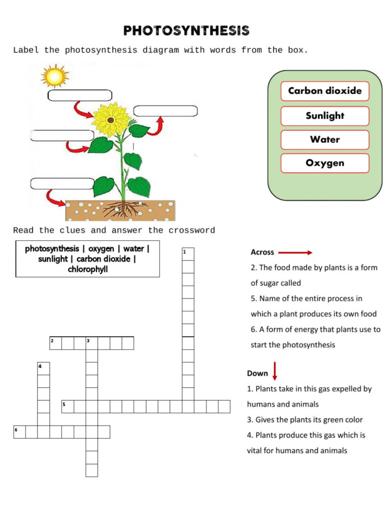 Live Worksheets Photosynthesis Answer Key Waltery Learning Solution 