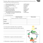 Photosynthesis And Cellular Respiration Worksheet Answer Key