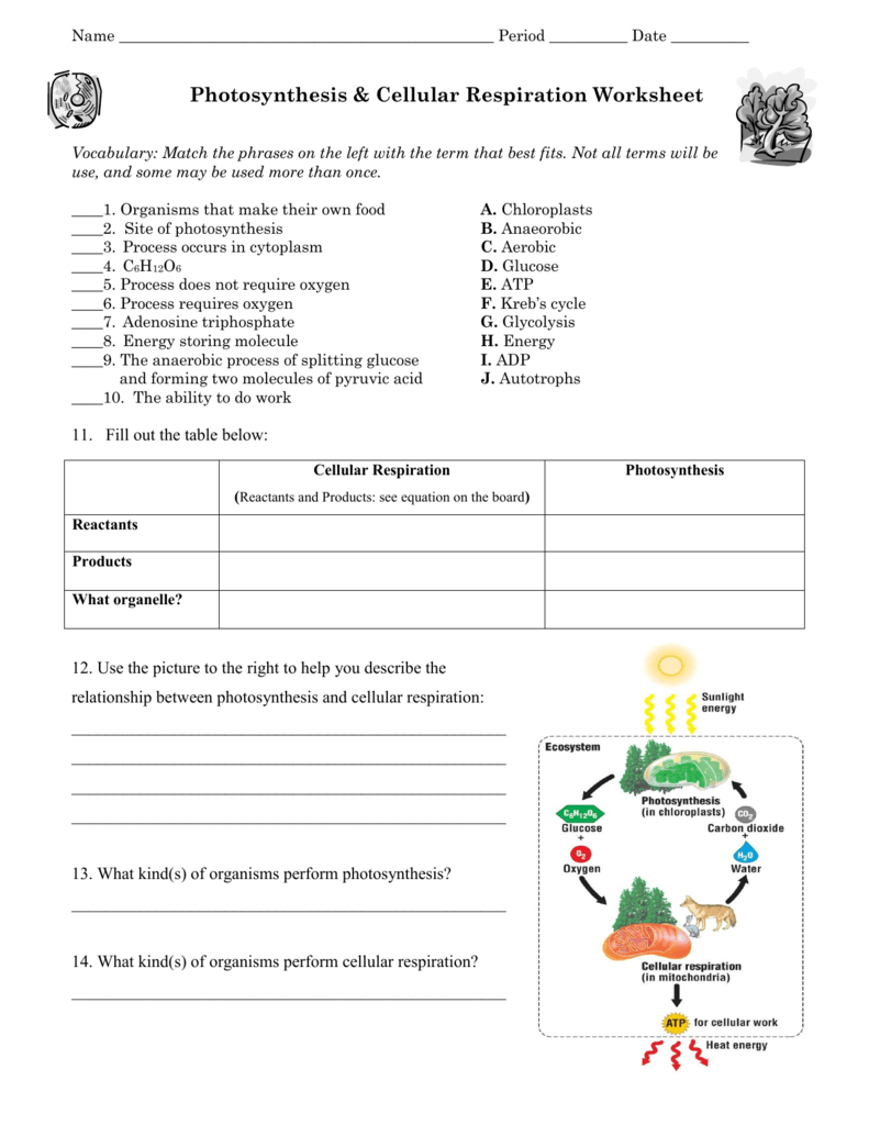 Photosynthesis And Cellular Respiration Worksheet Answer Key 