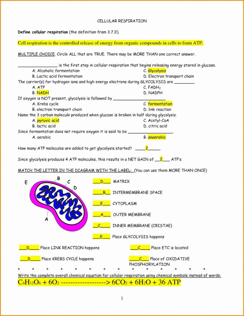 Photosynthesis And Respiration Worksheet Answer Key Worksheet