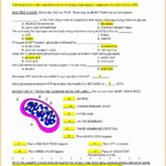 Photosynthesis And Respiration Worksheet Answer Key Worksheet