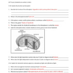 Photosynthesis Worksheet Answer Key Db excel