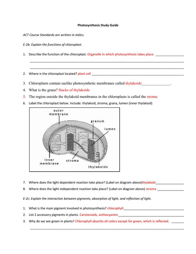 Photosynthesis Worksheet Answer Key Db excel