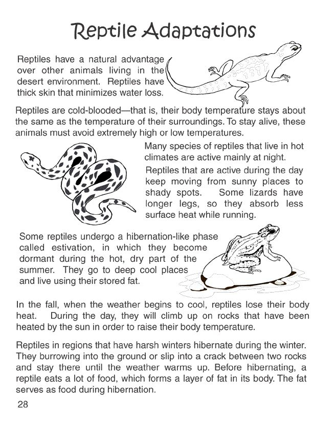 Animal Adaptations Worksheet Science Skills