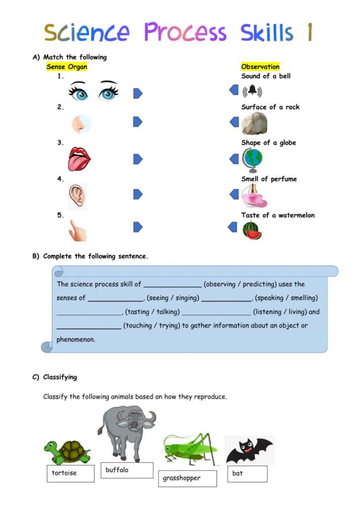 Science Process Skills 1 Year 3 Worksheet