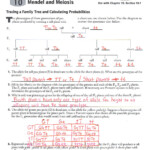 Worksheet Mendel And Meiosis Worksheet Answers Worksheet Fun