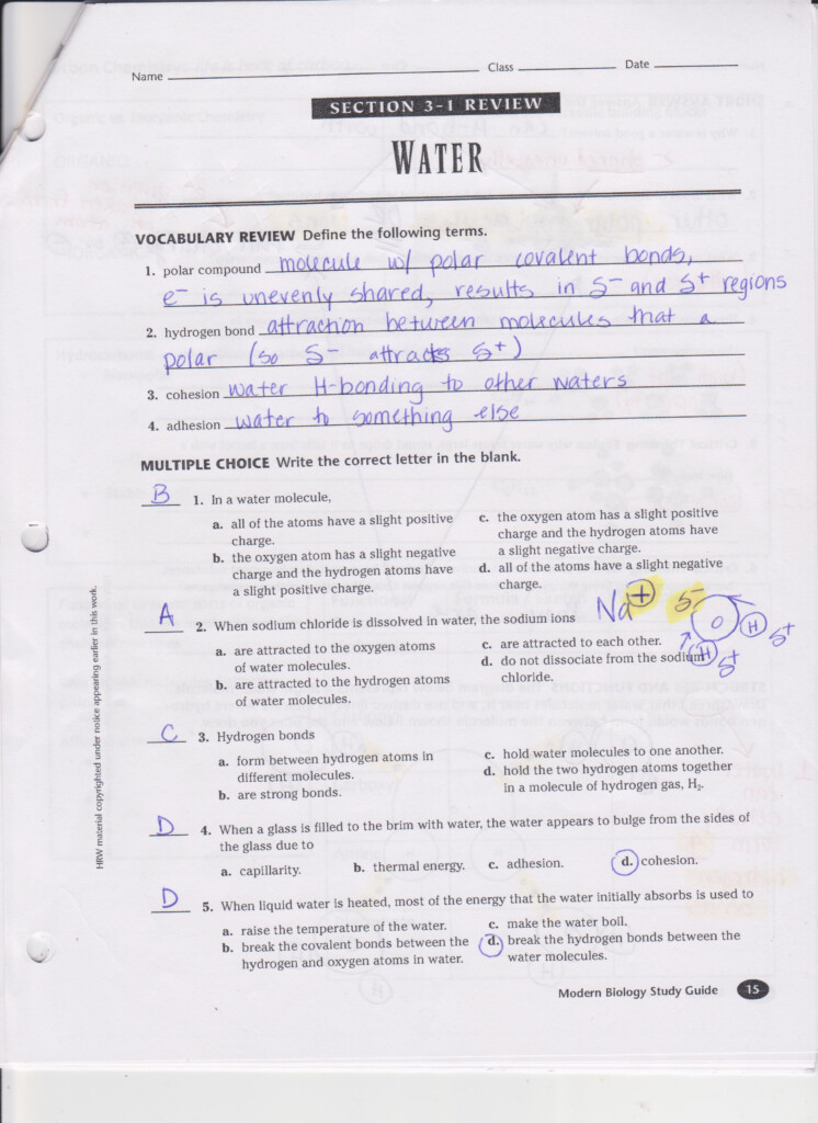 Worksheet Mendel And Meiosis Worksheet Answers Worksheet Fun 