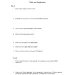 15 12 2 The Structure Of DNA Worksheet Answers Worksheeto