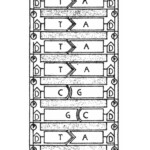 15 12 2 The Structure Of DNA Worksheet Answers Worksheeto