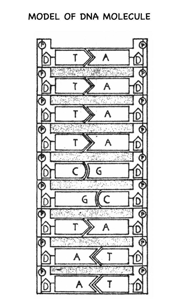 15 12 2 The Structure Of DNA Worksheet Answers Worksheeto