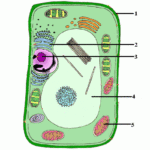 35 Label The Cell Answers Labels Database 2020