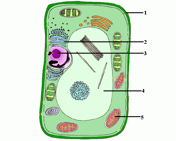 35 Label The Cell Answers Labels Database 2020