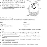 39 Functions Of Blood Cells Worksheet Answers Combining Like Terms