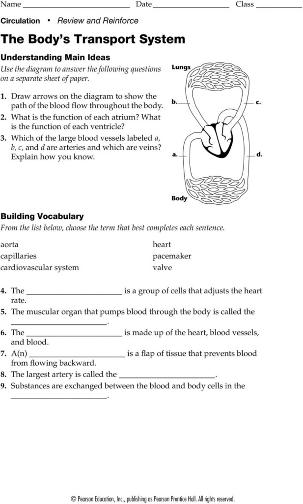 39 Functions Of Blood Cells Worksheet Answers Combining Like Terms 