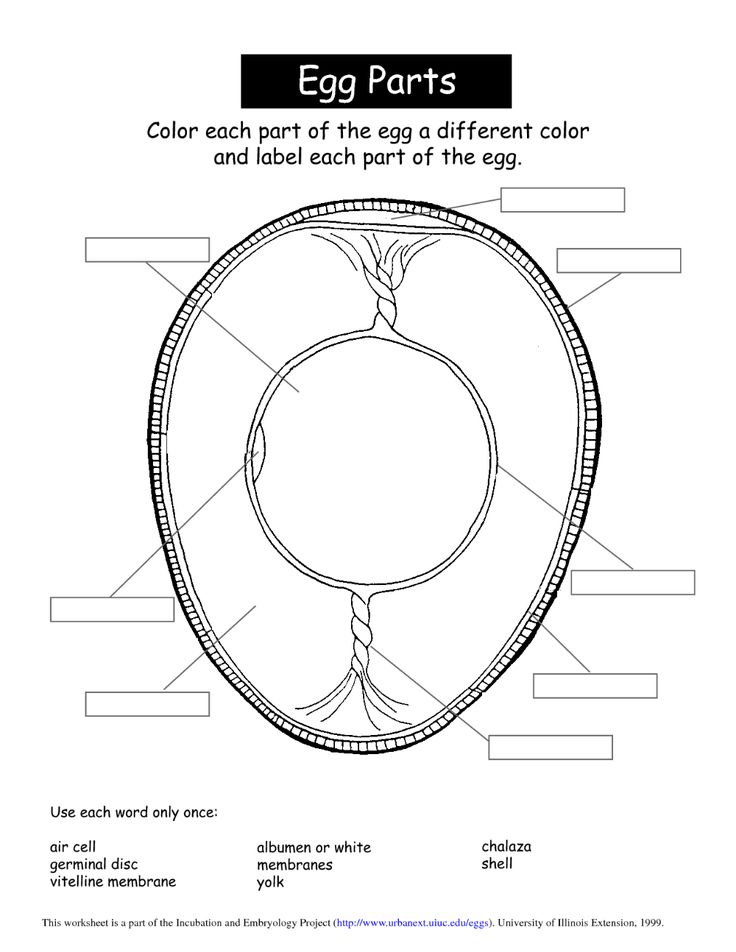 Culinary Arts Worksheets Google Search Family And Consumer Science 