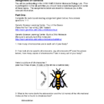 Dna Reading Worksheet Free Download Gmbar co