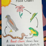 Food Chain Worksheet 5th Grade