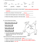 Food Webs And Food Chains Worksheet Excelguider