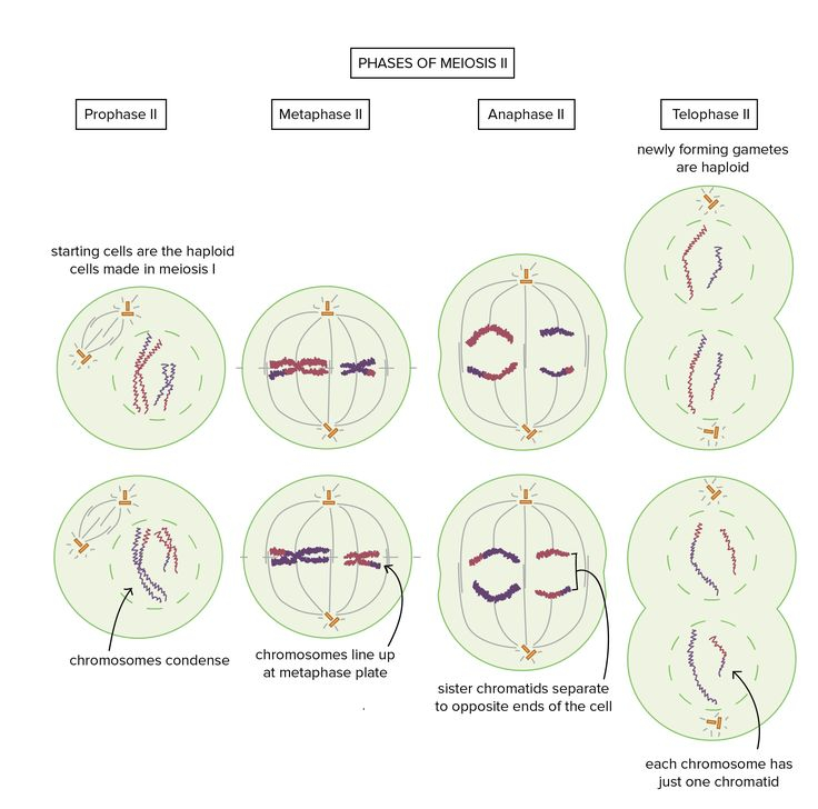 Khan Academy Biology Ap Frederica Heaton