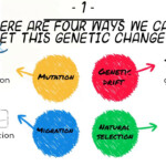 Mechanisms Of Evolution Worksheet