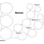 Meiosis Overview Worksheet 17 Answers Free Download Qstion co