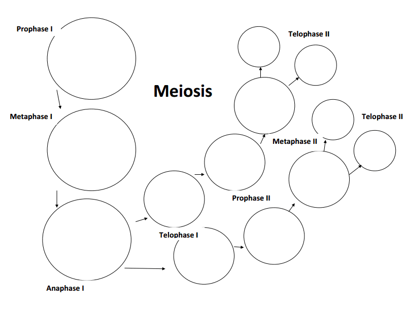 Meiosis Overview Worksheet 17 Answers Free Download Qstion co