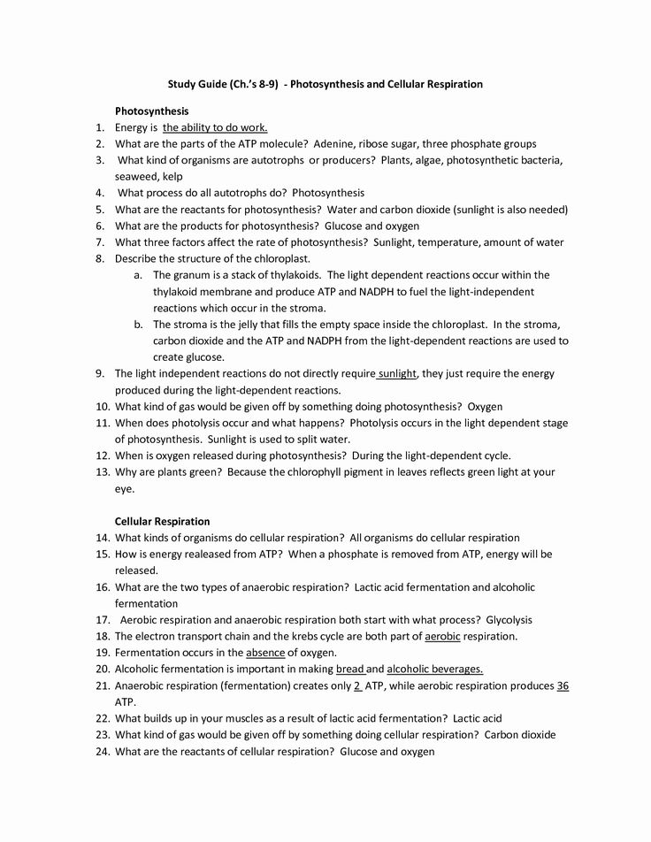 Meiosis Review Worksheet Answer Key Icon PNG